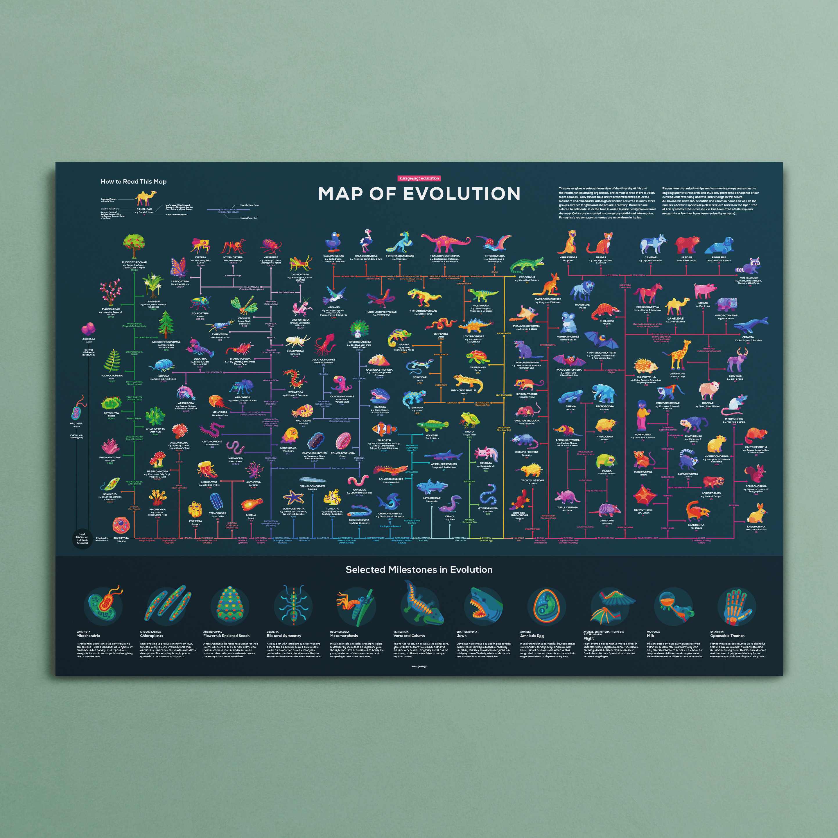 Education Edition Poster Bundle (4 Pack) - Image 5